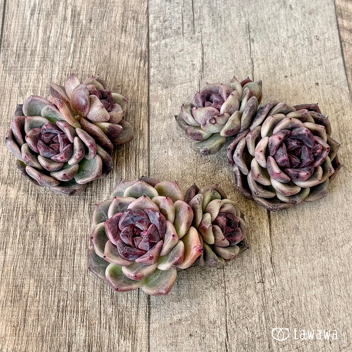 チャンヒー農場◎ライラックドレス◎多肉植物 カット苗 輸入苗 エケベリア等 ライラックドレス【多頭】（チャンヒー農園苗） – 多肉植物の通販