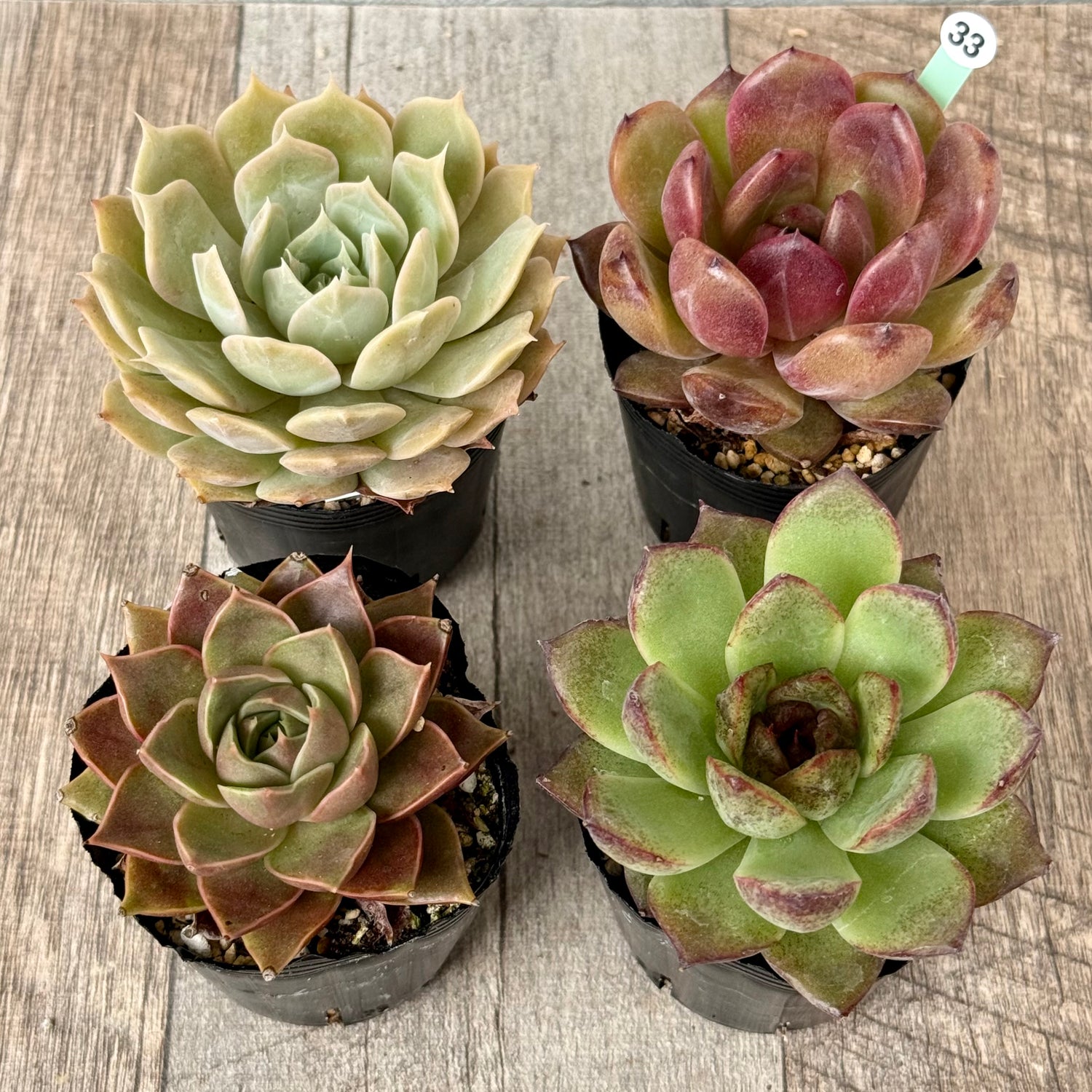 6-seedling set (Chanhee Farm) [Tawawa House seedlings]