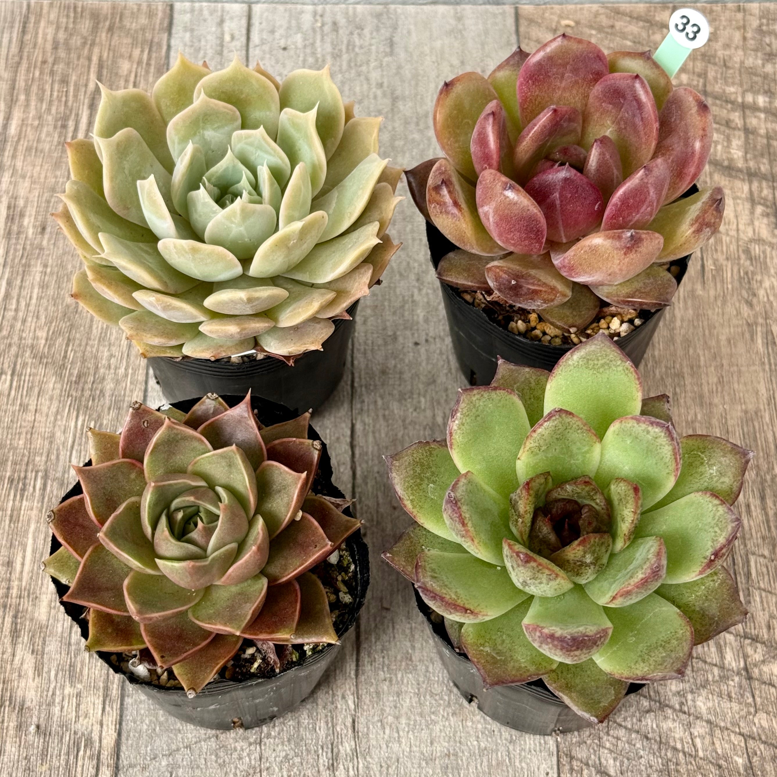 6-seedling set (Chanhee Farm) [Tawawa House seedlings]