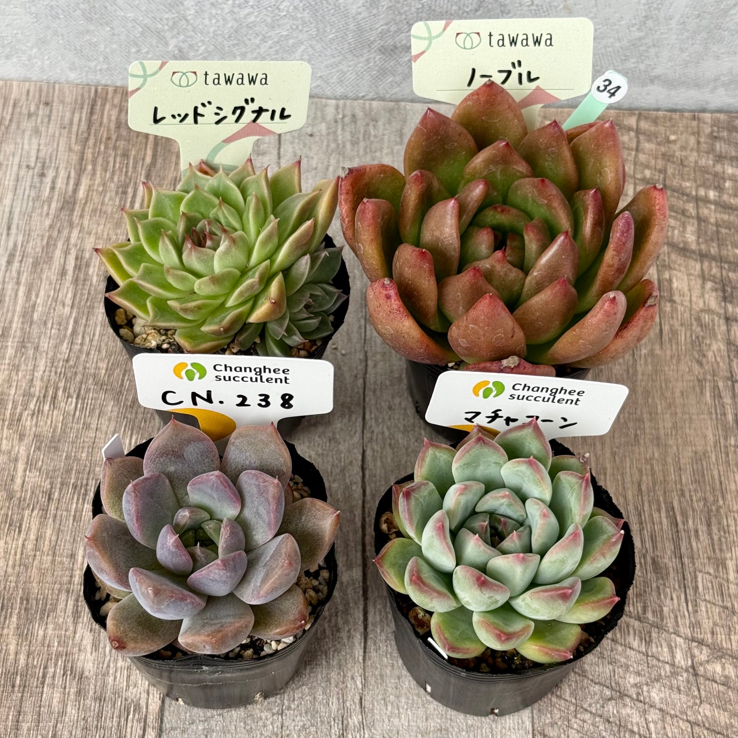 6-seedling set (Chanhee Farm) [Tawawa House seedlings]