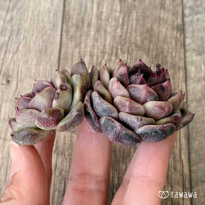 ライラックドレス【多頭】（チャンヒー農園苗）