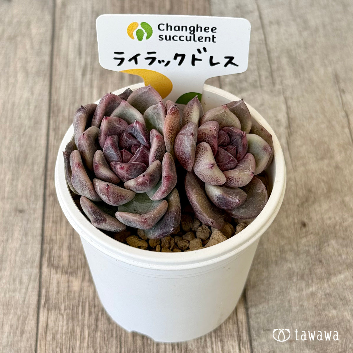 チャンヒー農場◎ライラックドレス◎多肉植物 カット苗 輸入苗 エケベリア等 ライラックドレス【多頭】（チャンヒー農園苗） – 多肉植物の通販