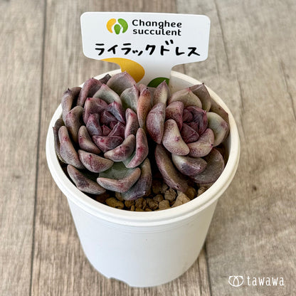 ライラックドレス【多頭】（チャンヒー農園苗）