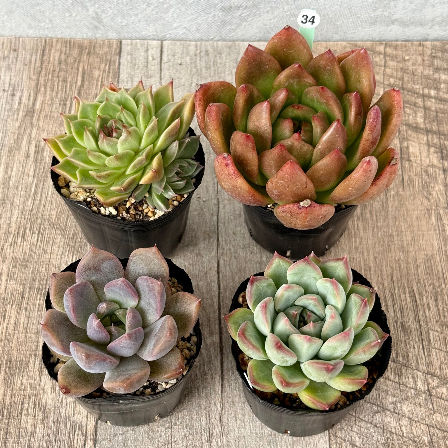 6-seedling set (Chanhee Farm) [Tawawa House seedlings]