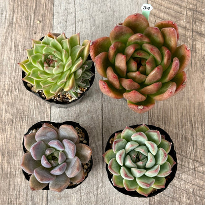 6-seedling set (Chanhee Farm) [Tawawa House seedlings]