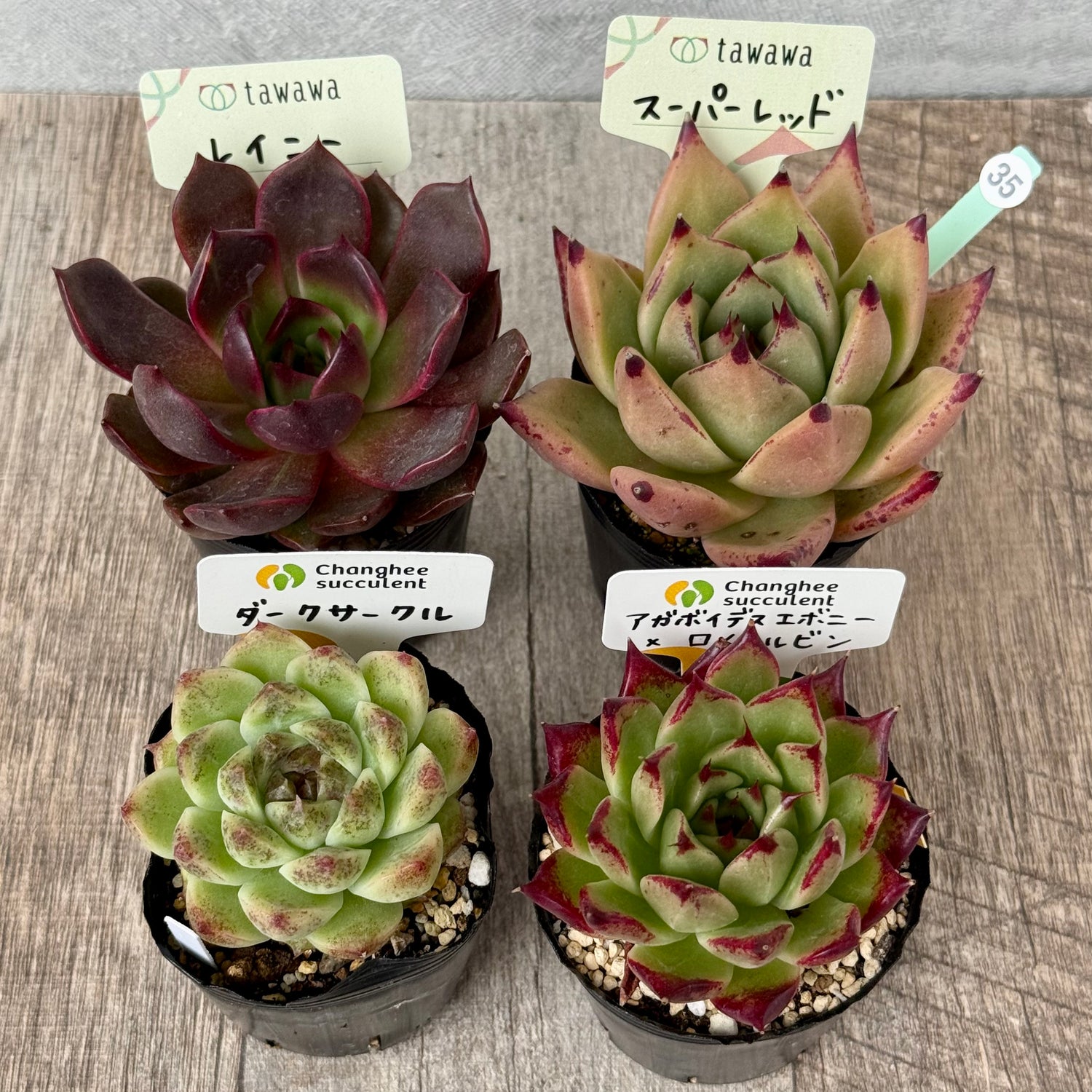 6-seedling set (Chanhee Farm) [Tawawa House seedlings]