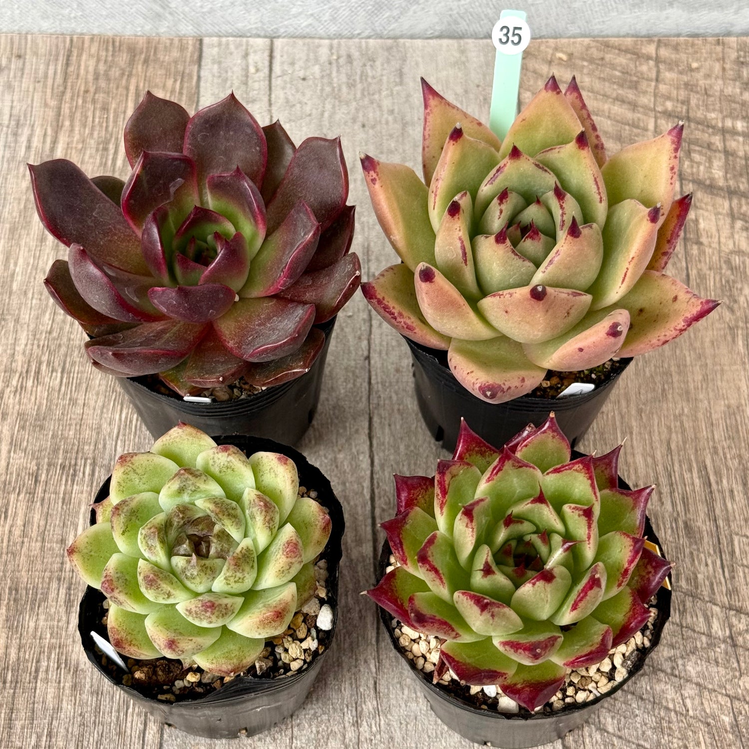 6-seedling set (Chanhee Farm) [Tawawa House seedlings]