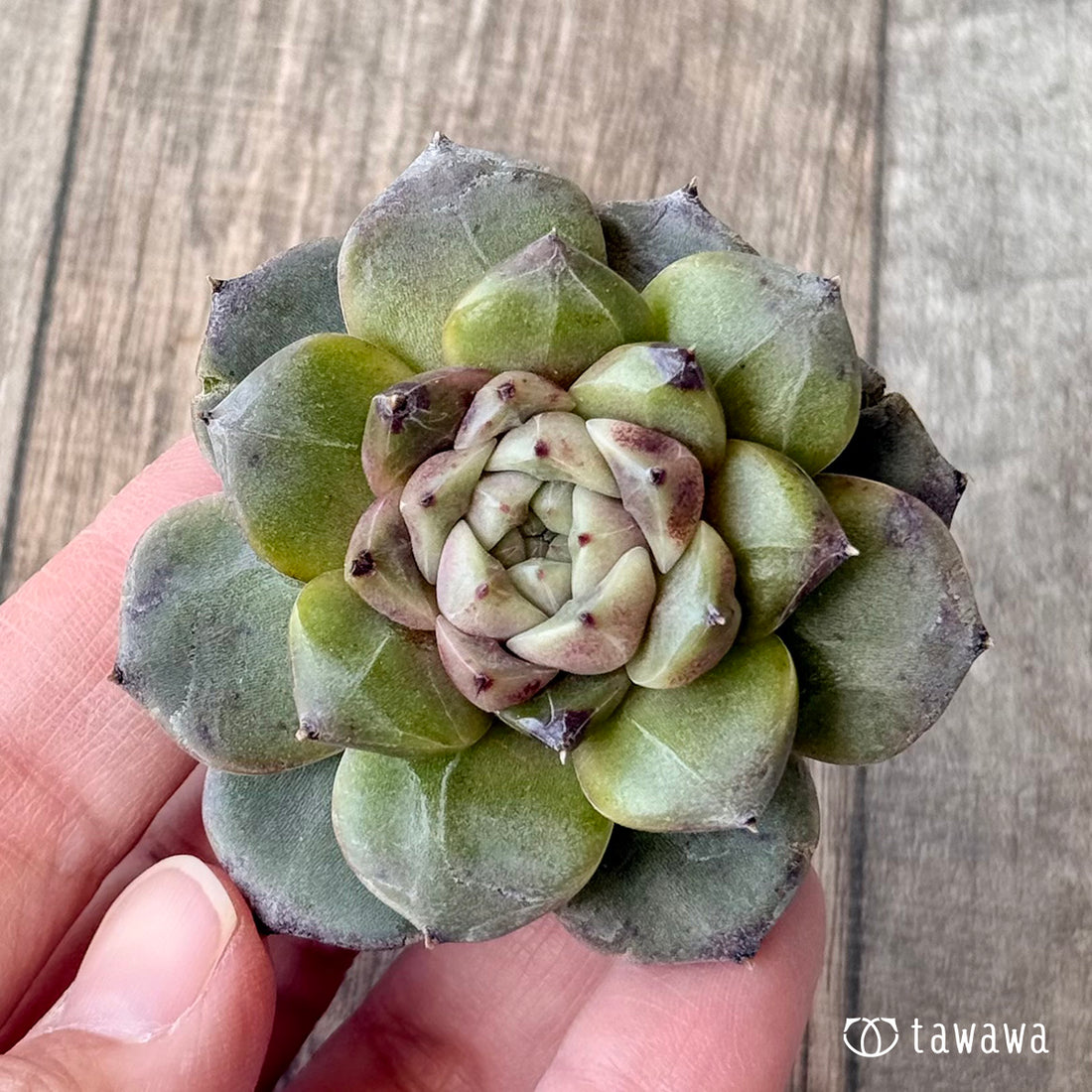 ＊新入荷＊　クレープ（チャンヒー農園苗）