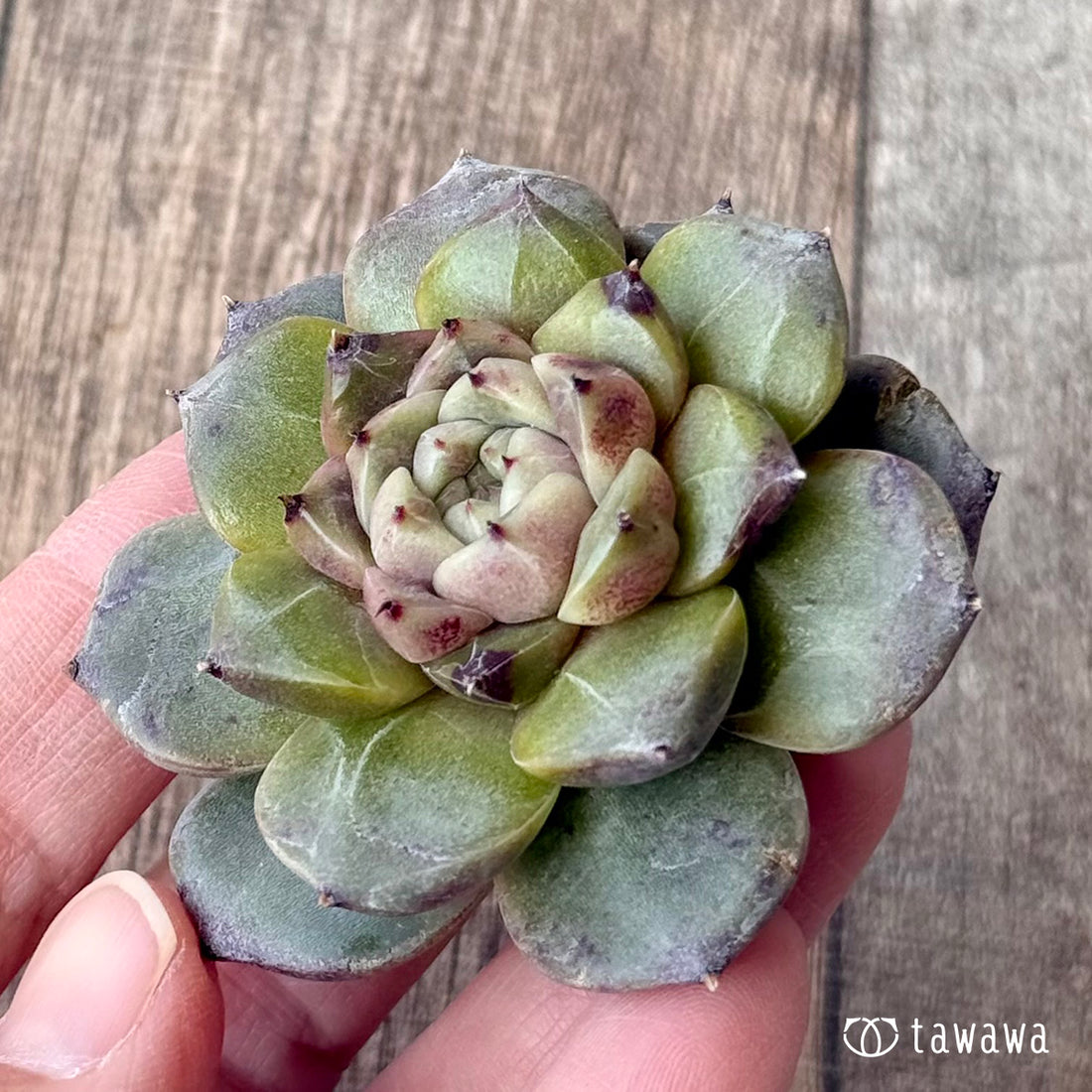 ＊新入荷＊　クレープ（チャンヒー農園苗）