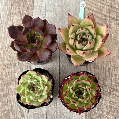 6-seedling set (Chanhee Farm) [Tawawa House seedlings]