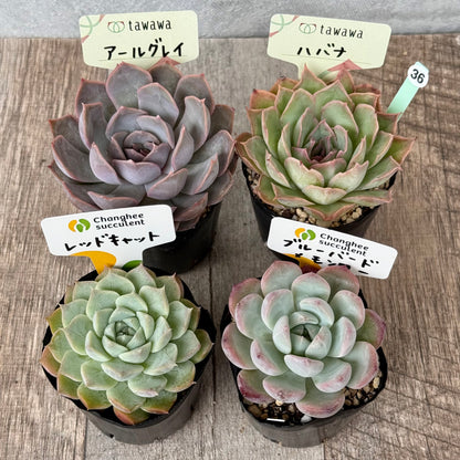 6-seedling set (Chanhee Farm) [Tawawa House seedlings]