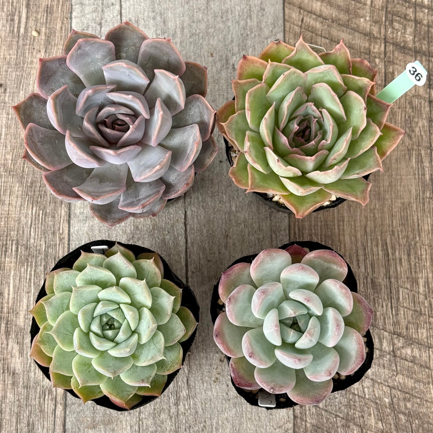 6-seedling set (Chanhee Farm) [Tawawa House seedlings]