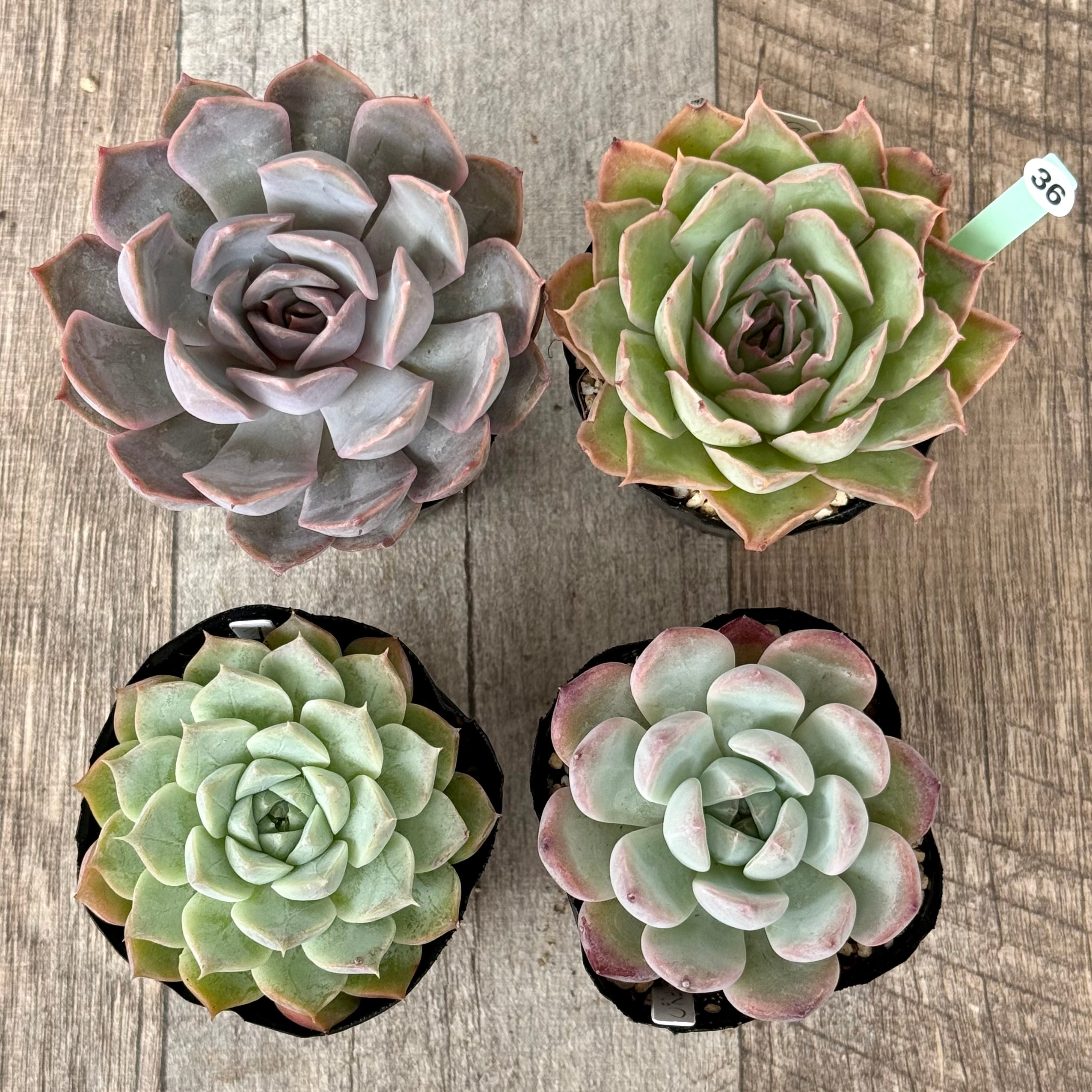 6-seedling set (Chanhee Farm) [Tawawa House seedlings]