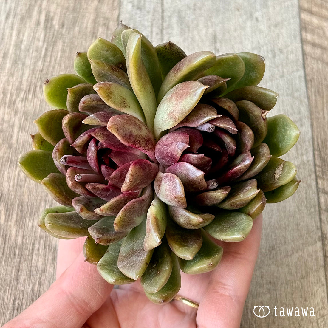 ルビーゴールド【分頭】（チャンヒー農園苗）