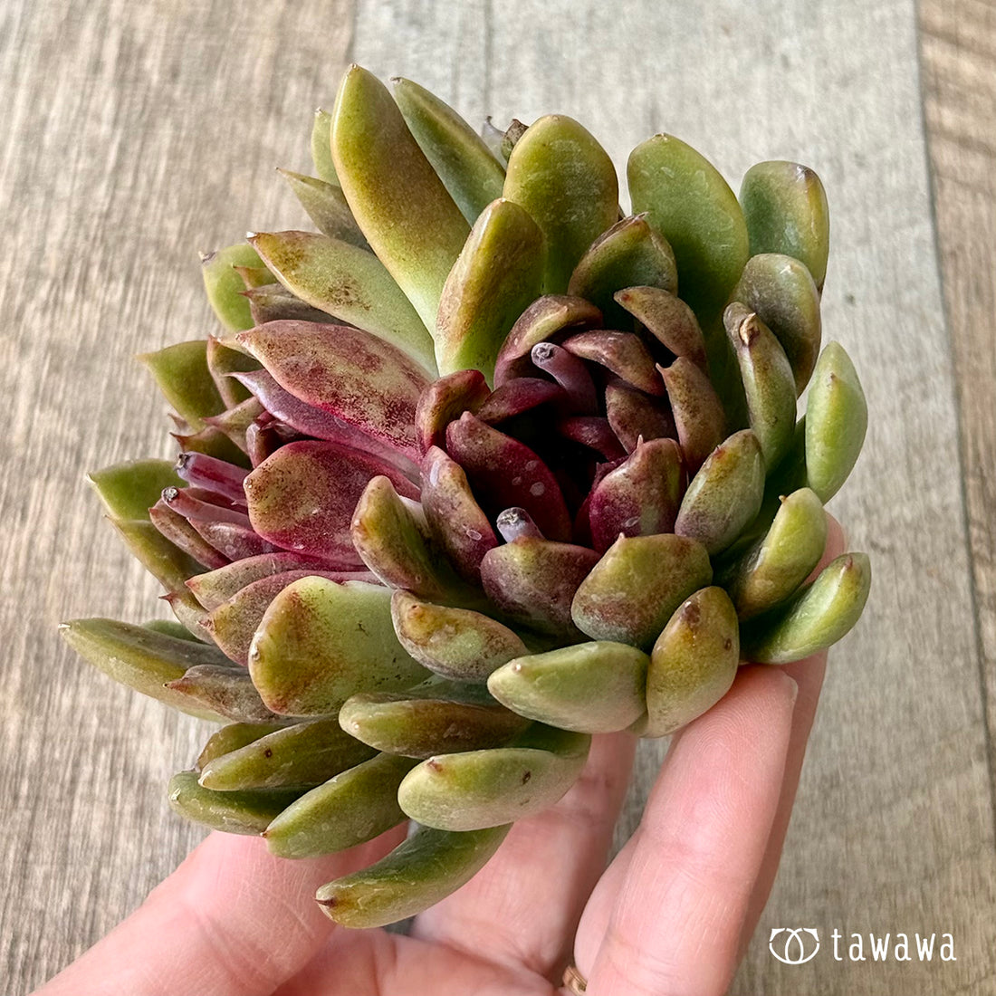 ルビーゴールド【分頭】（チャンヒー農園苗）