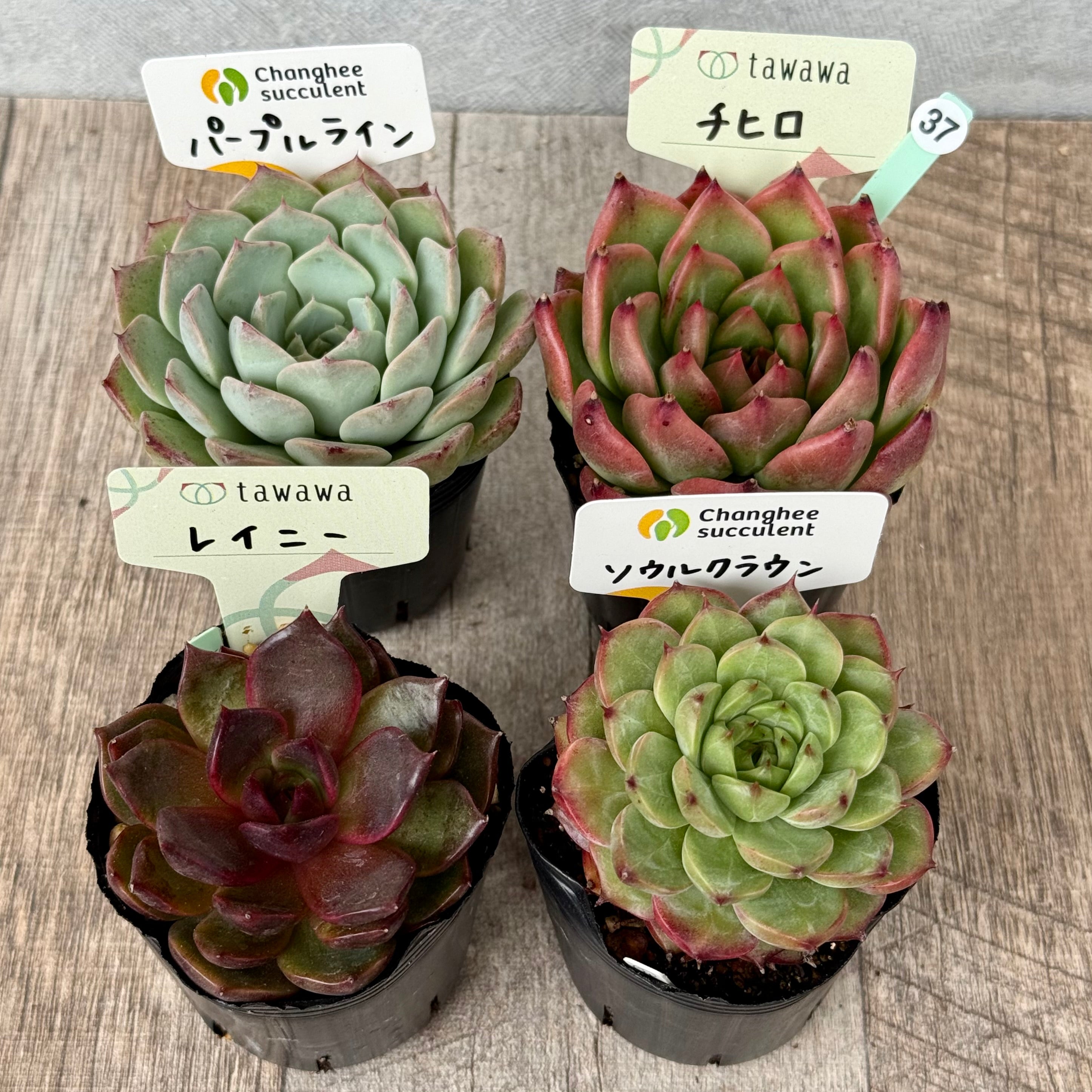 6-seedling set (Chanhee Farm) [Tawawa House seedlings]