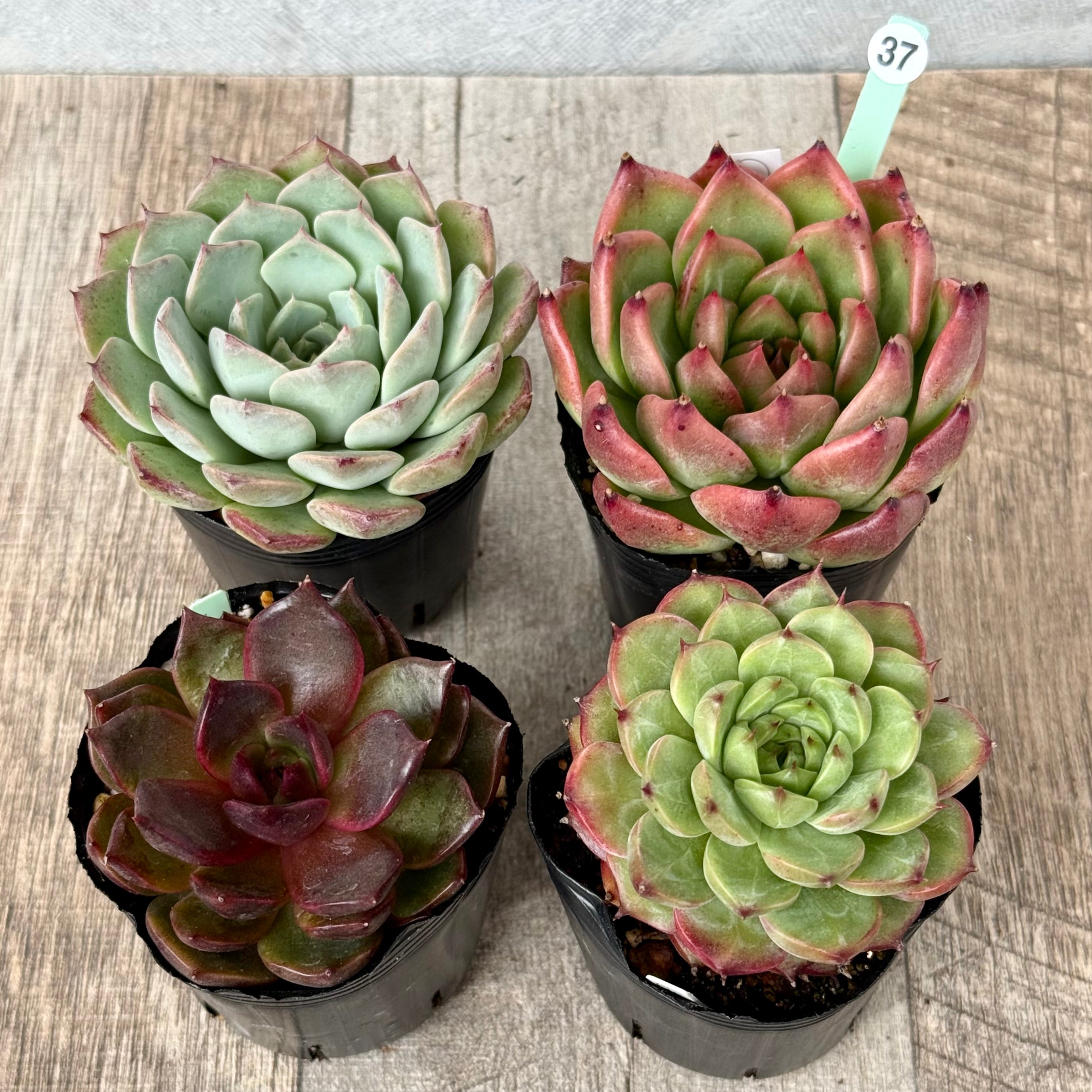 6-seedling set (Chanhee Farm) [Tawawa House seedlings]