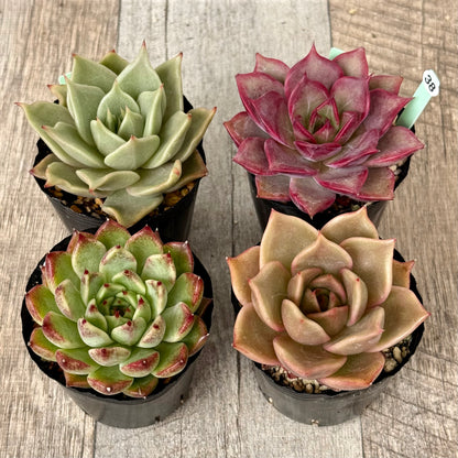 6-seedling set (Chanhee Farm) [Tawawa House seedlings]