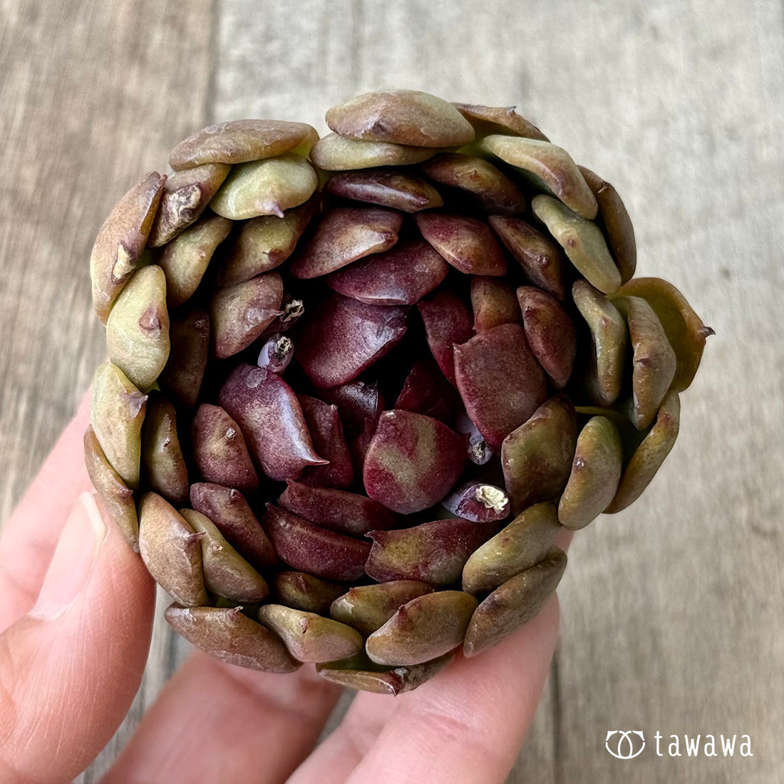 New Arrivals: Ice Green