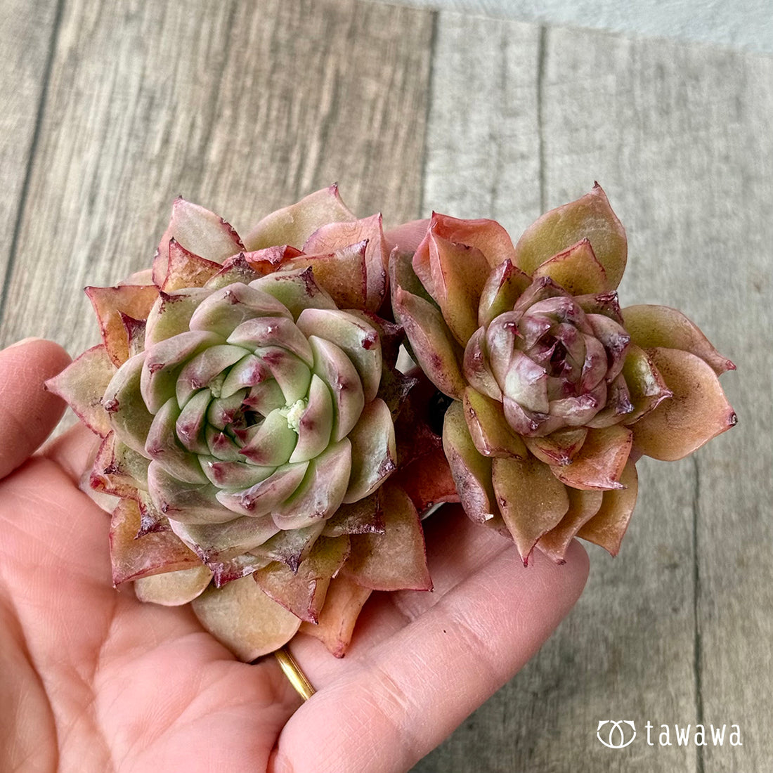 New Arrivals: Ice Green