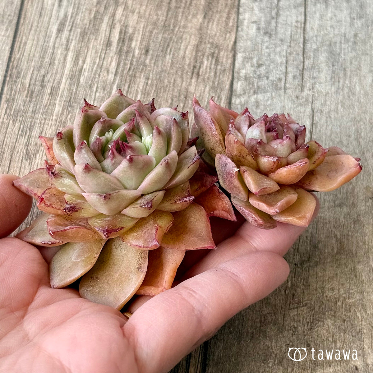 New Arrivals: Ice Green