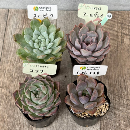 6-seedling set (Chanhee Farm) [Tawawa House seedlings]