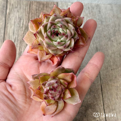 ロメオルビン×レッドエボニーsp【２】（チャンヒー農園苗）