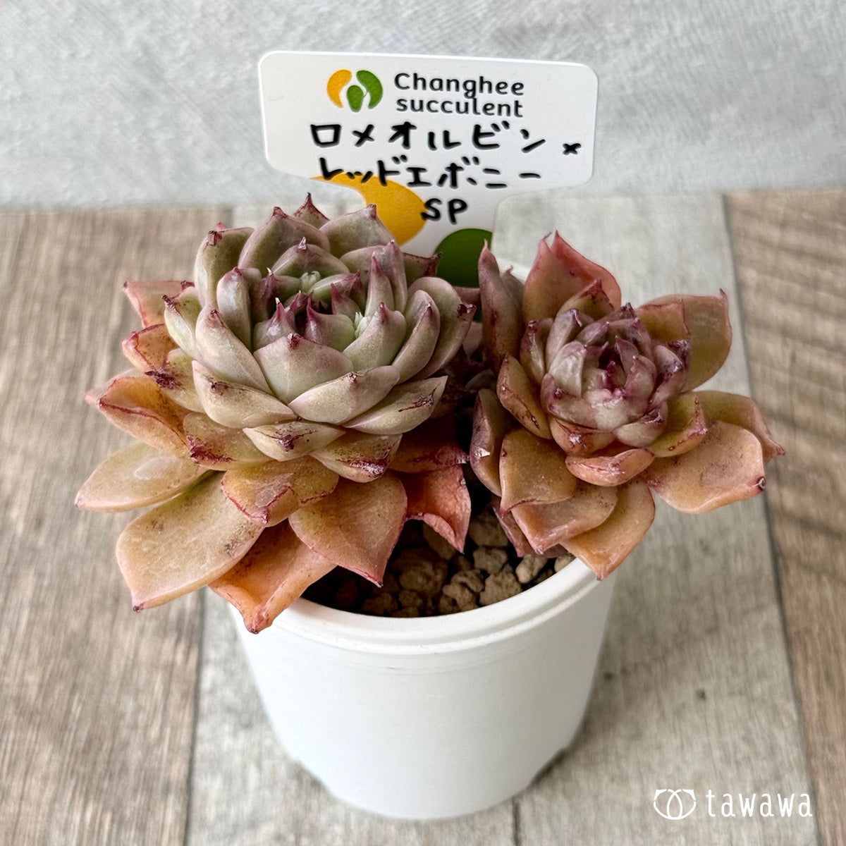 ロメオルビン×レッドエボニーsp【２】（チャンヒー農園苗）