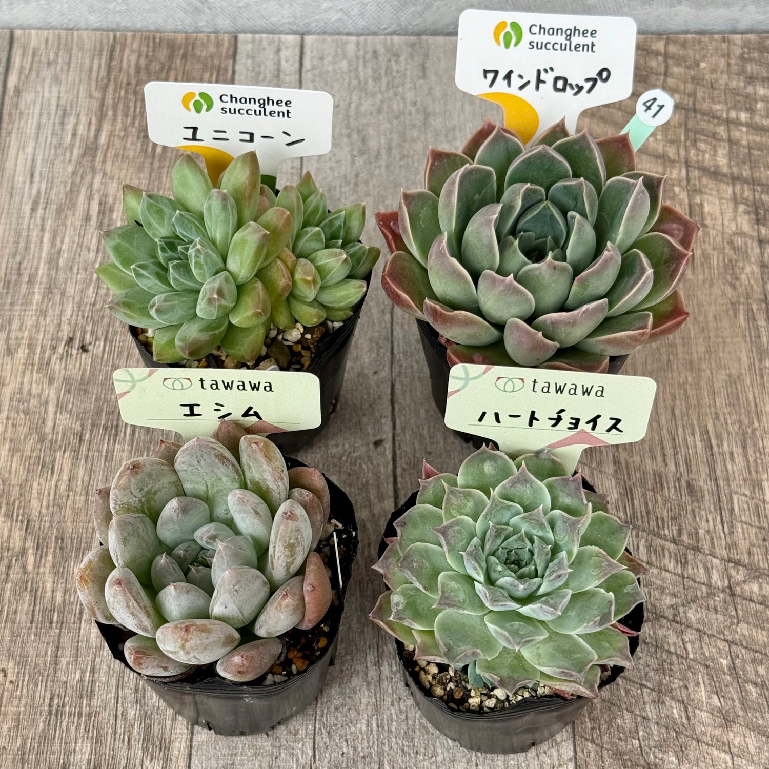 6-seedling set (Chanhee Farm) [Tawawa House seedlings]