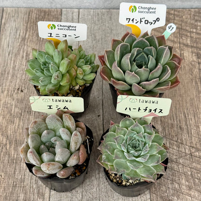 6-seedling set (Chanhee Farm) [Tawawa House seedlings]