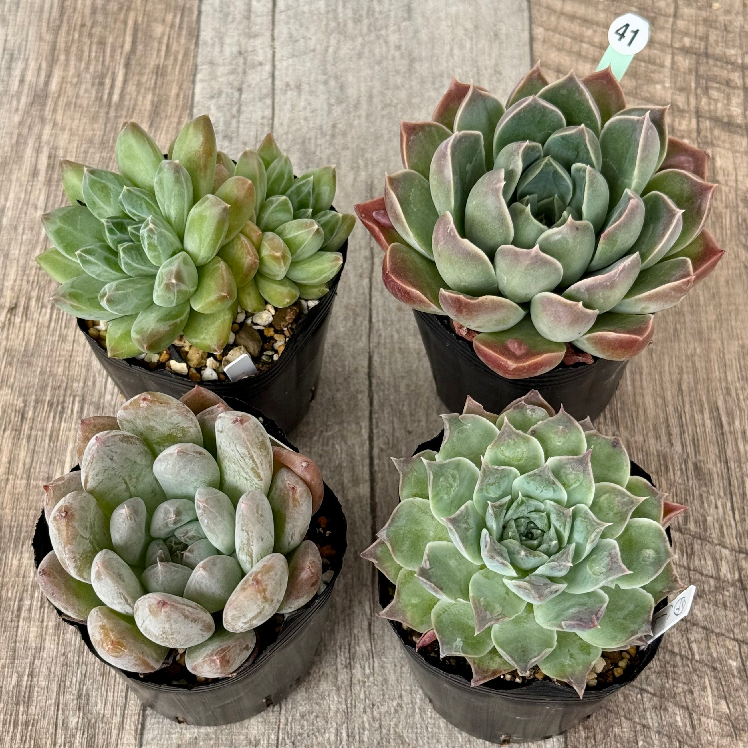 6-seedling set (Chanhee Farm) [Tawawa House seedlings]