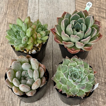 6-seedling set (Chanhee Farm) [Tawawa House seedlings]