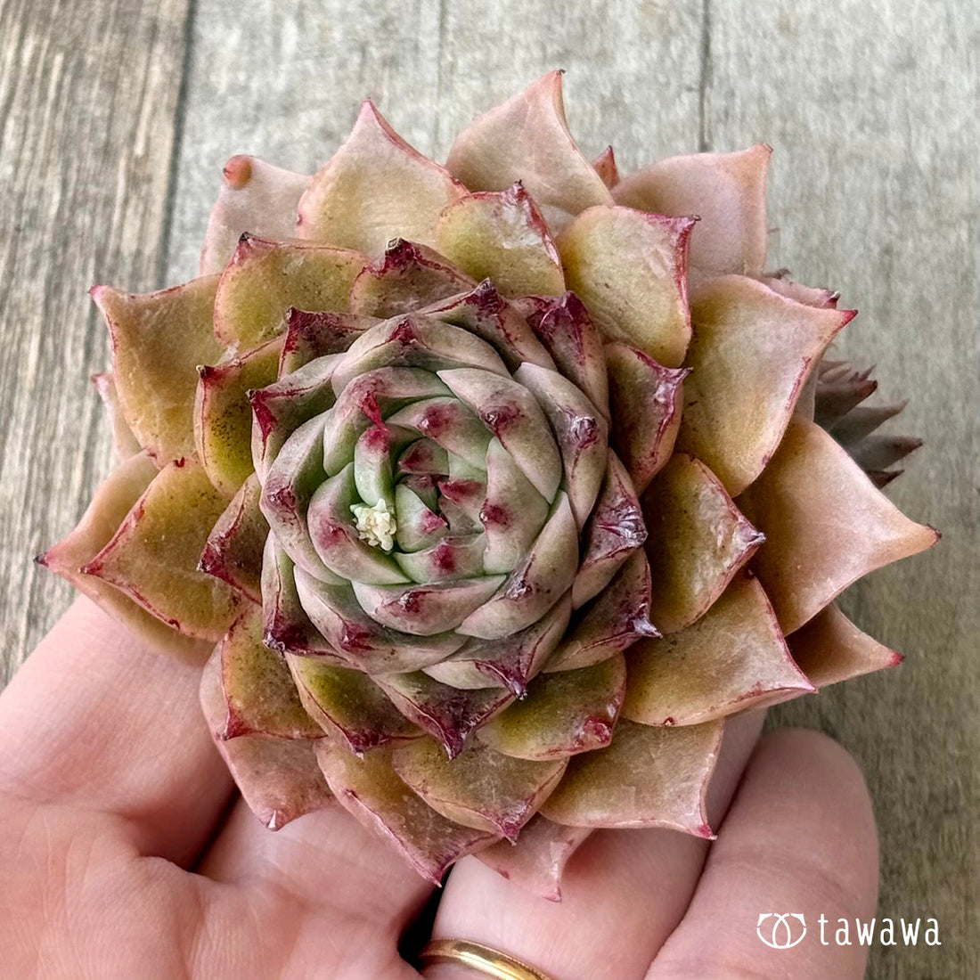 New Arrivals: Ice Green