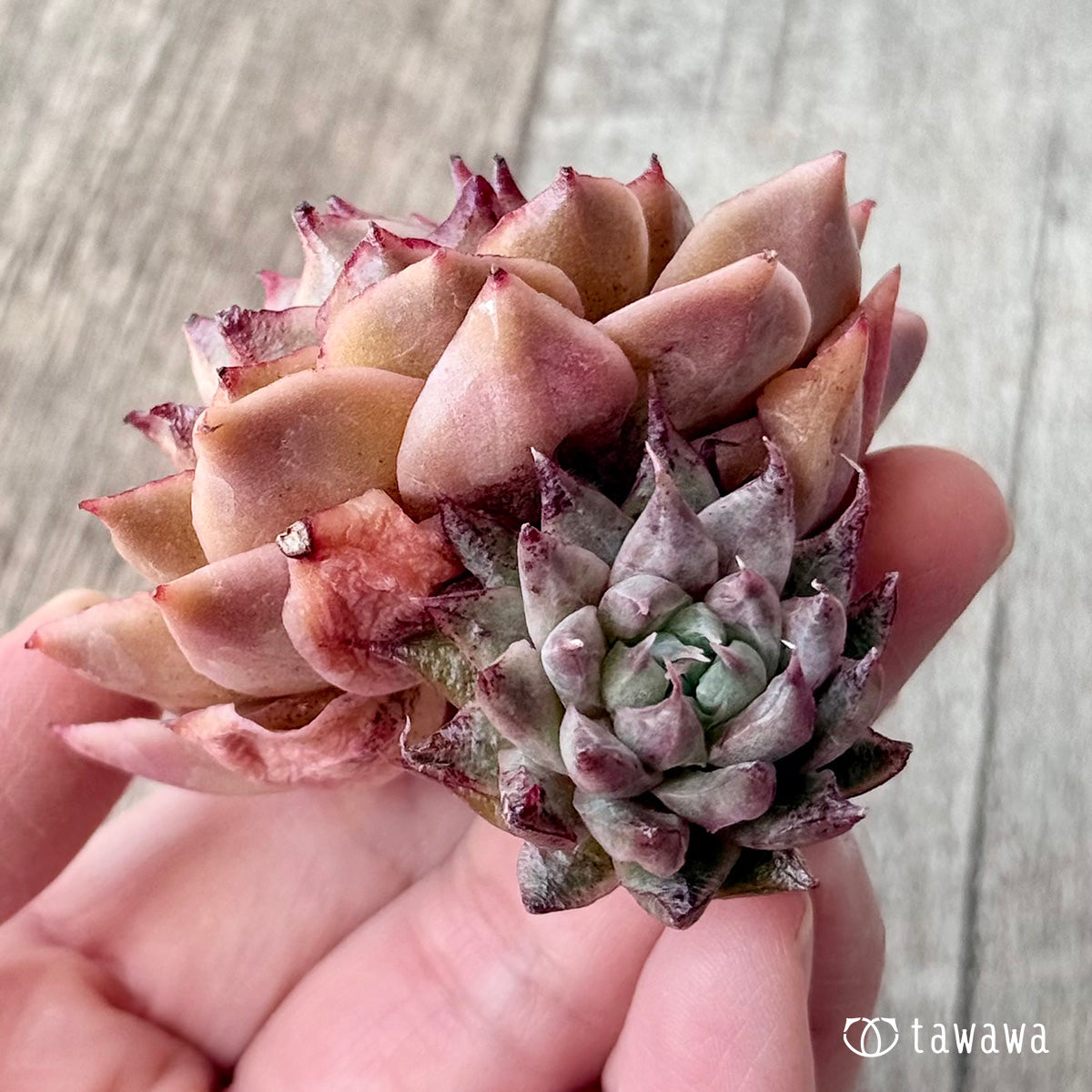 New Arrivals: Ice Green