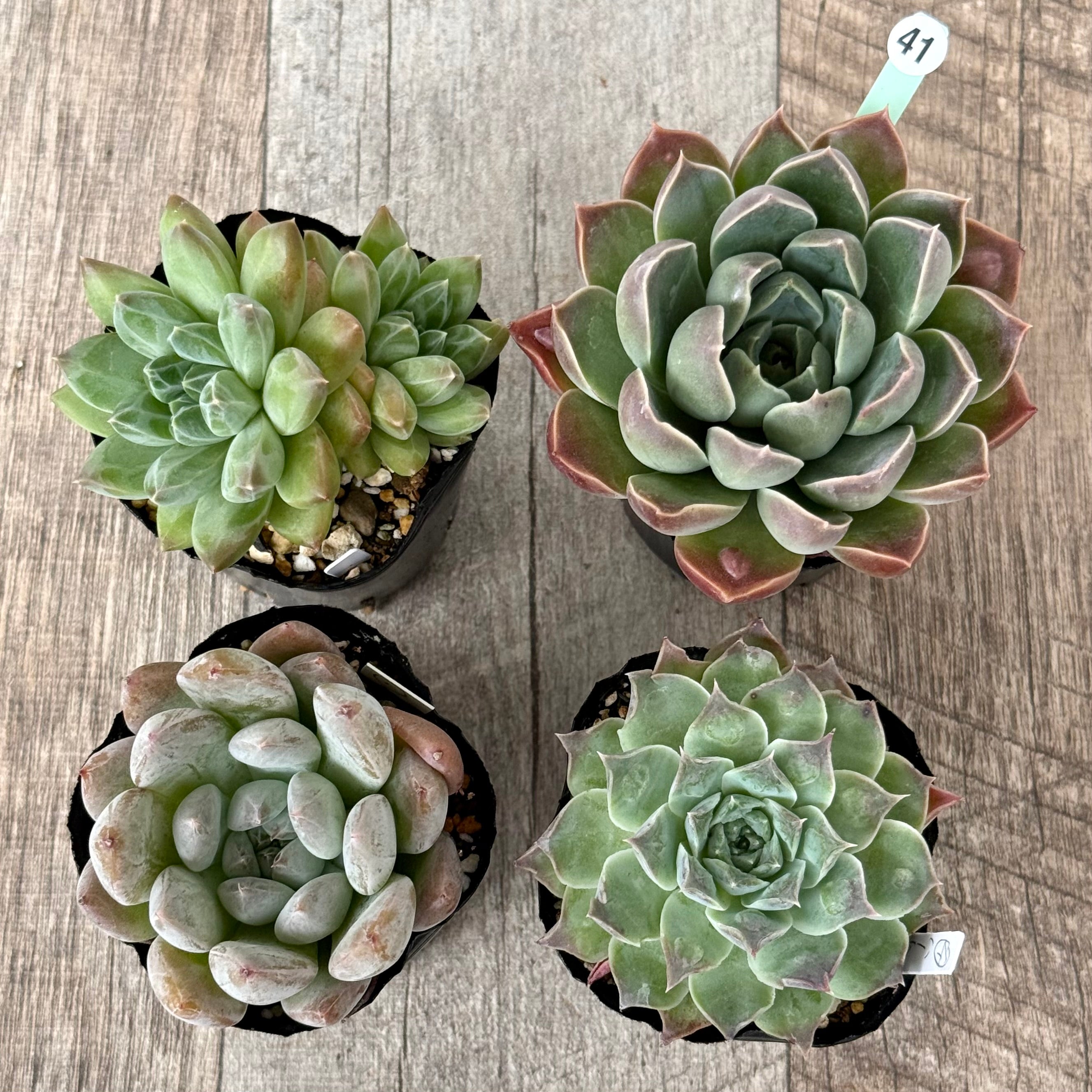 6-seedling set (Chanhee Farm) [Tawawa House seedlings]