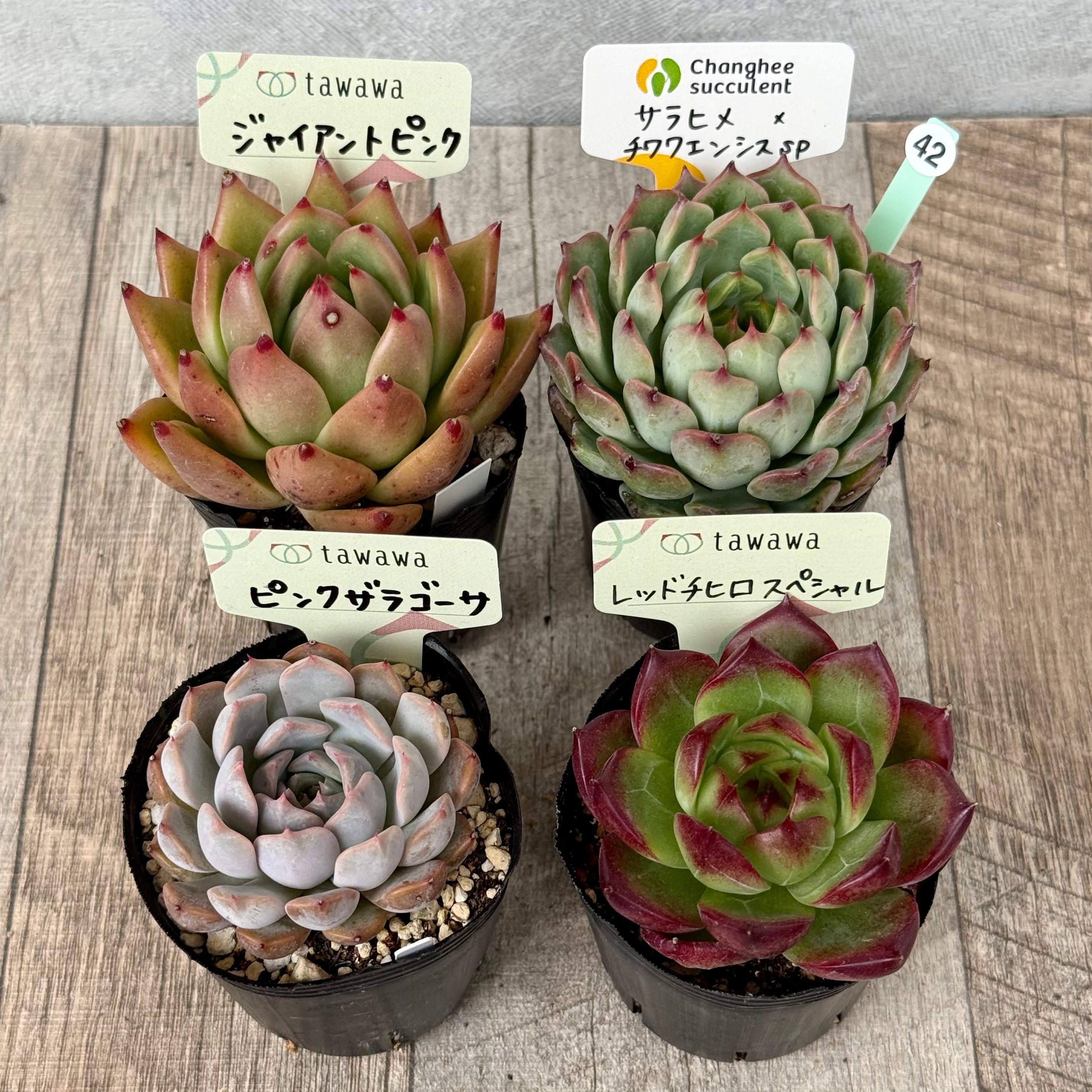 6-seedling set (Chanhee Farm) [Tawawa House seedlings]