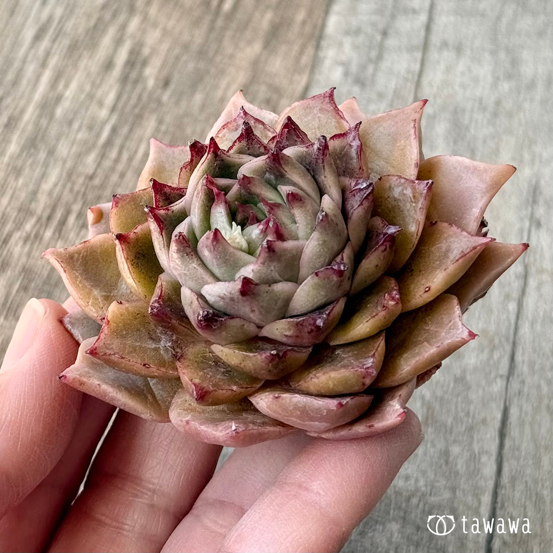 New Arrivals: Ice Green