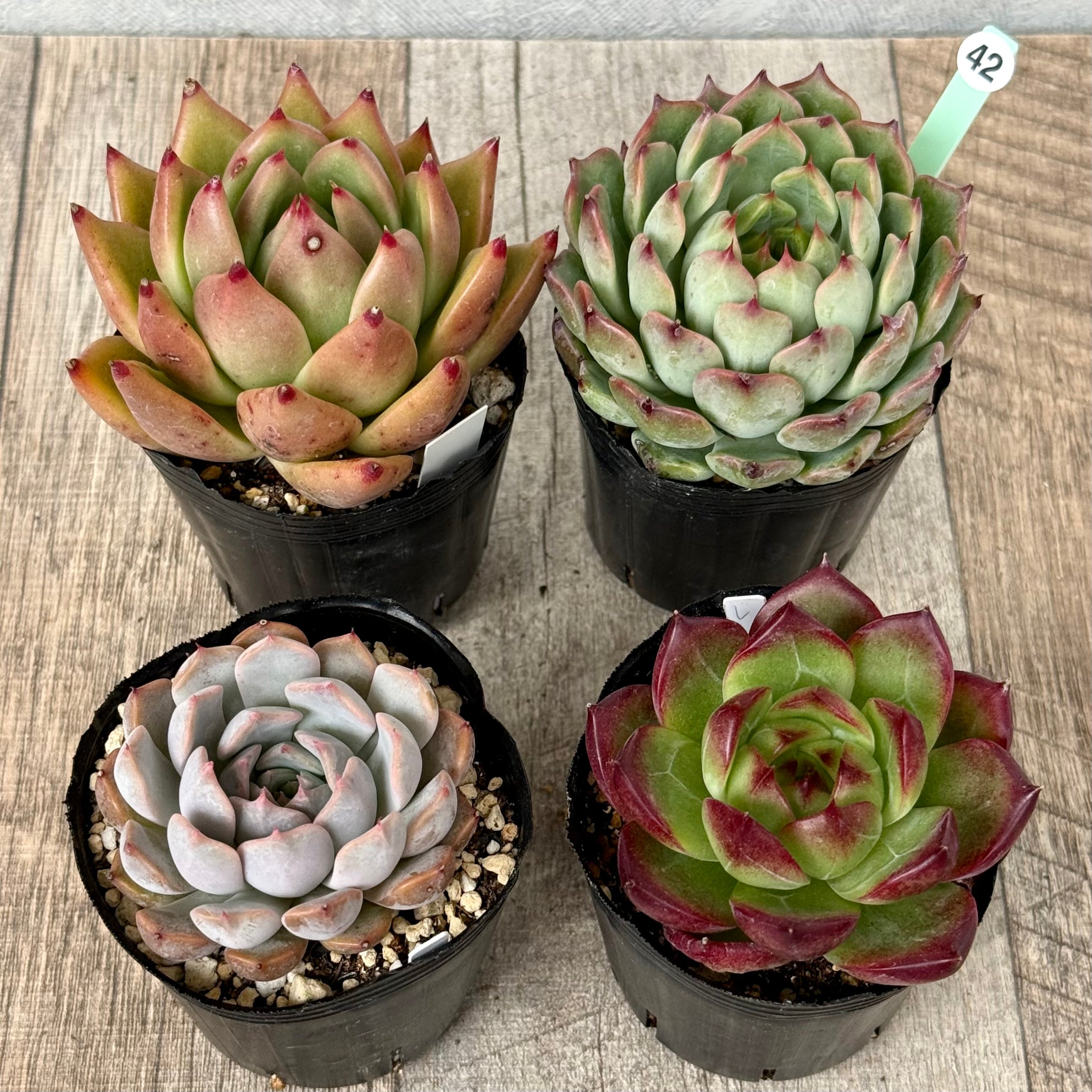 6-seedling set (Chanhee Farm) [Tawawa House seedlings]