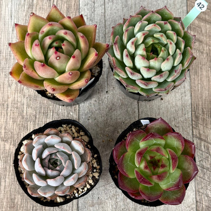 6-seedling set (Chanhee Farm) [Tawawa House seedlings]