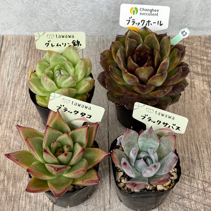 6-seedling set (Chanhee Farm) [Tawawa House seedlings]