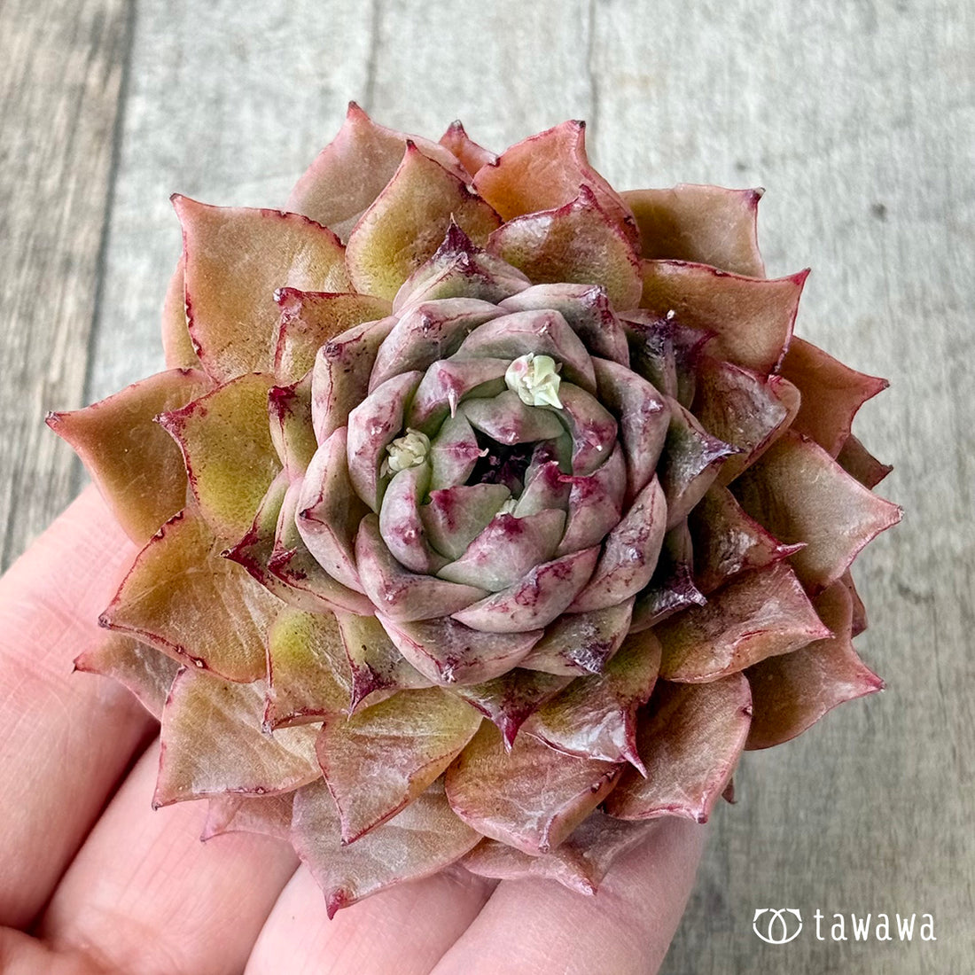 ロメオルビン×レッドエボニーsp【１】（チャンヒー農園苗）