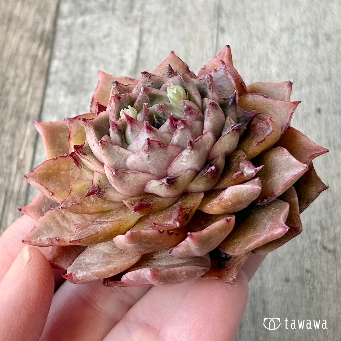 ロメオルビン×レッドエボニーsp【１】（チャンヒー農園苗）