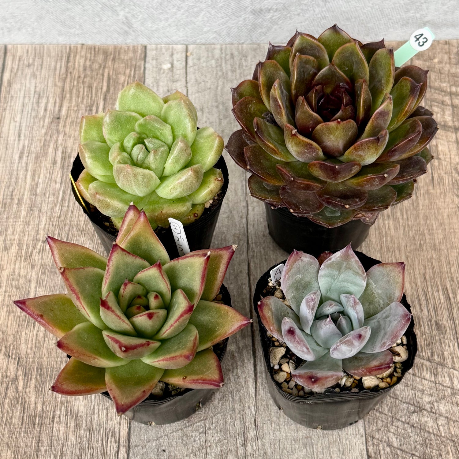 6-seedling set (Chanhee Farm) [Tawawa House seedlings]