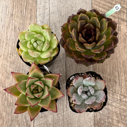 6-seedling set (Chanhee Farm) [Tawawa House seedlings]