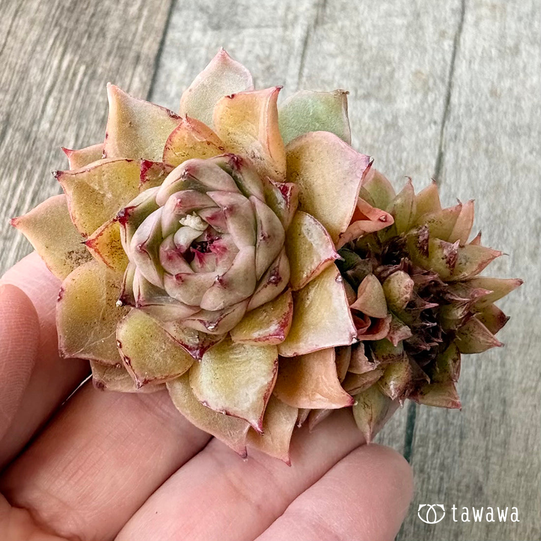 New Arrivals: Ice Green