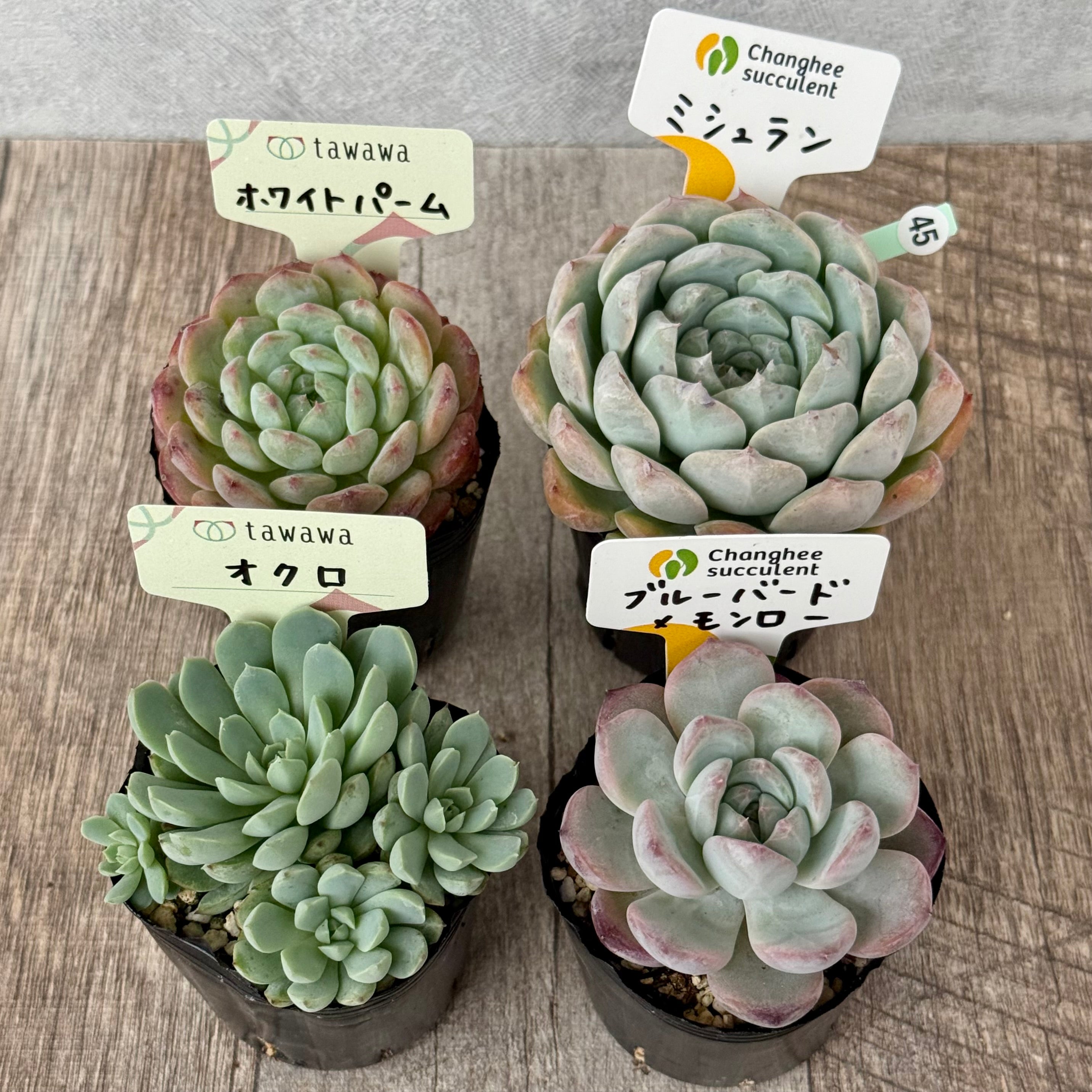 6-seedling set (Chanhee Farm) [Tawawa House seedlings]