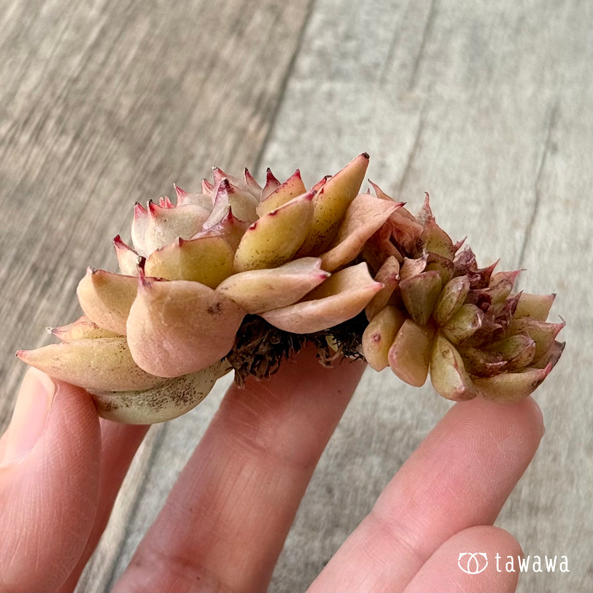 New Arrivals: Ice Green