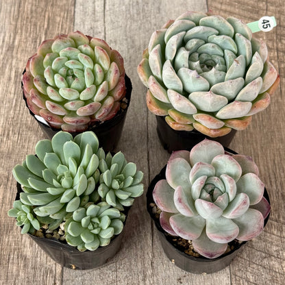 6-seedling set (Chanhee Farm) [Tawawa House seedlings]