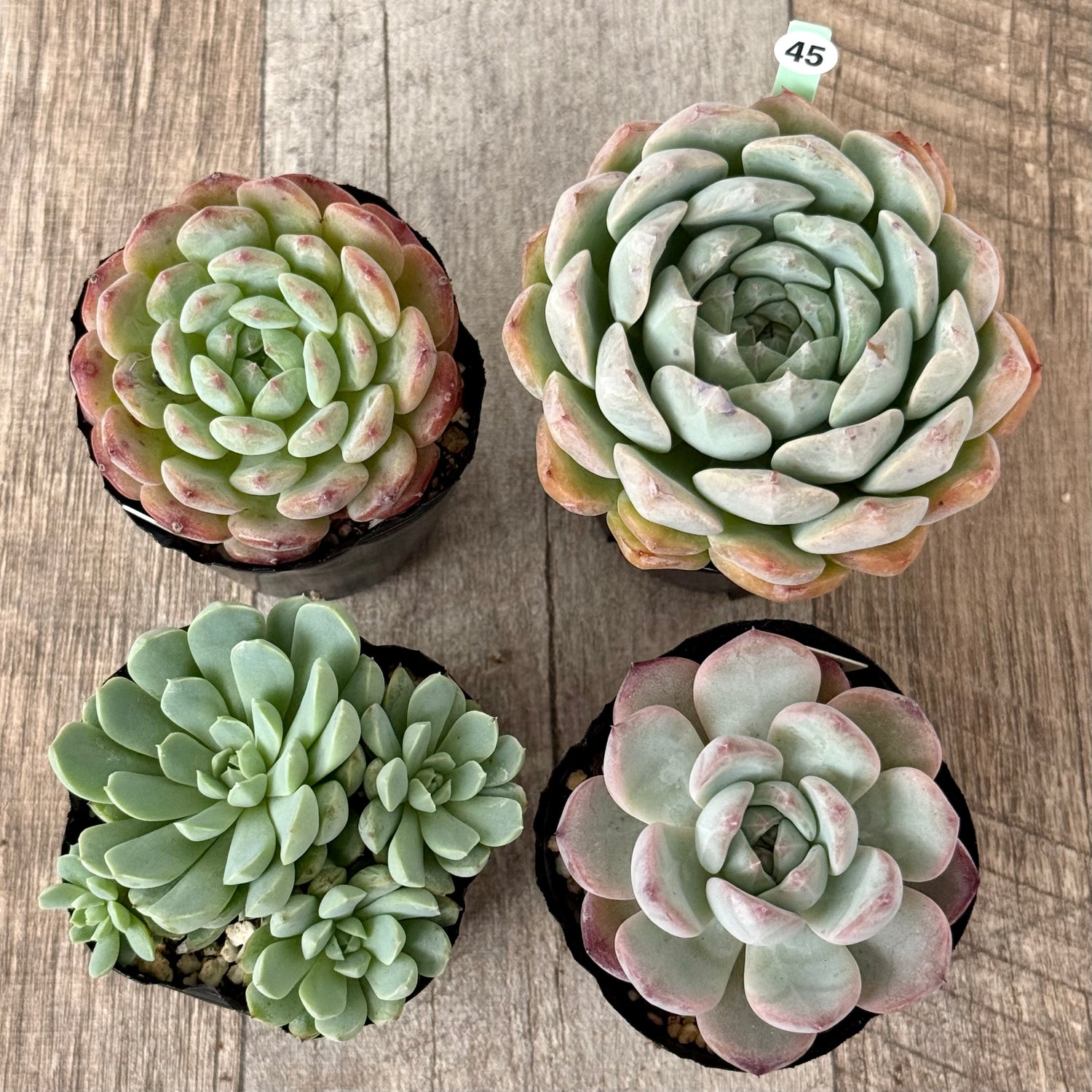 6-seedling set (Chanhee Farm) [Tawawa House seedlings]