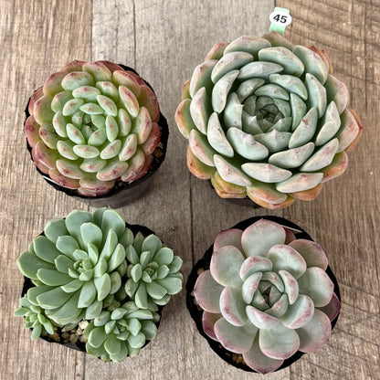 6-seedling set (Chanhee Farm) [Tawawa House seedlings]